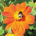 Bright orange Mexican Sunflower (Tithonia rotundafolia) with bee pollinating.