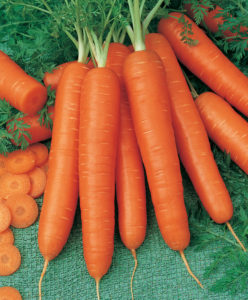 Scarlet Nantes Carrot