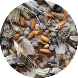 Close-up photo of the seeds in BBB Seed's Honey Source Mix.