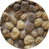 Close-up photo of Nasturtium seeds.