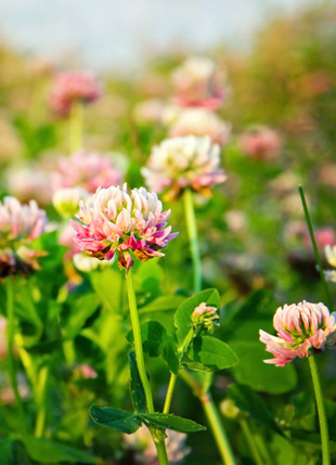 Blooms of Alsike Clover.