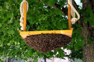 A swarm of honey bees on the bottom of a rope swing.