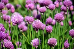 Purple blooms of the herb, chives.