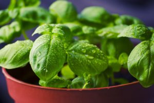 Green leaves of basil growing in a small pot.