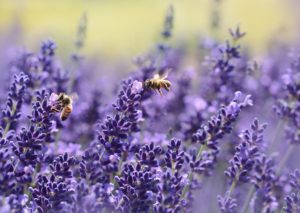 Purple lavender blooms with honey bees.