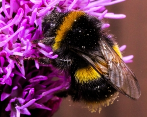 Bumble bee on purple flower.