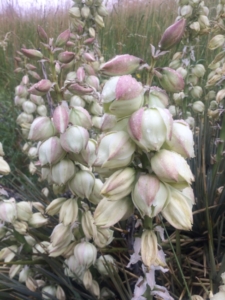 A stalk of Yucca blossoms.