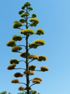 Tall flower stalk of an Agave agains blue sky.