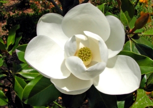 Single, white Magnolia blossom.