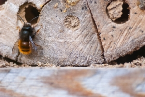 A cavity-nesting native bee.