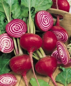 Photo of a bunch of Chioggia Beets showing the red and white circles inside.