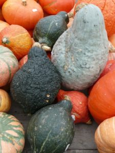 A collection of winter squash.