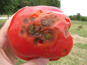 Red tomato showing the fungal disease Anthracnose.