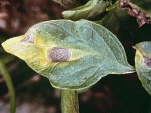 Tomato leaf showing the fungal disease Early Blight.