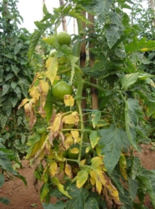 Tomato plant showing signs of Fusarium Wilt.