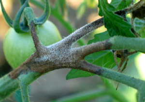 Tomato stems showing signs of Late Blight.