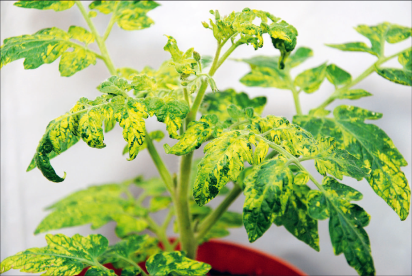Tomato leaves showing signs of the common tomato disease, Mosaic Virus.