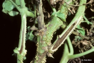 Tomato plant showing signs ofTomato Pith Necrosis. 