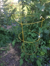 Tomato plant supported by a cage.