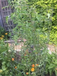 Tomato plant supported by a section of wire fence.
