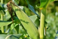 Ear of corn on the stalk.