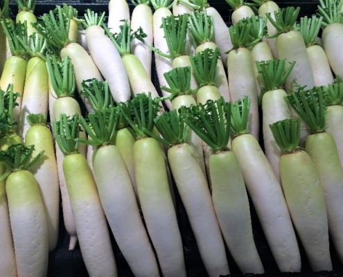 A row of White Icicle radishes with cropped tops.