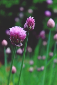 Chives with pink blossoms.