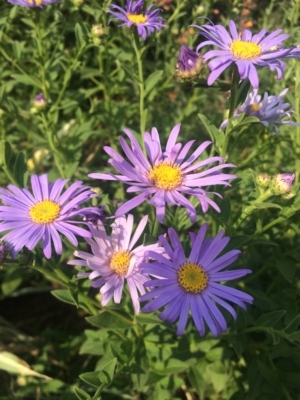 Photo of purple aster blooms.
