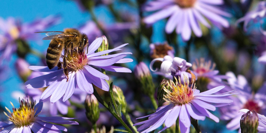 Photo of a honey bee on a purple aster bloom.