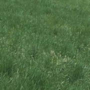 Dryland Pasture Mix | Drought Tolerant Pasture Grass Seed