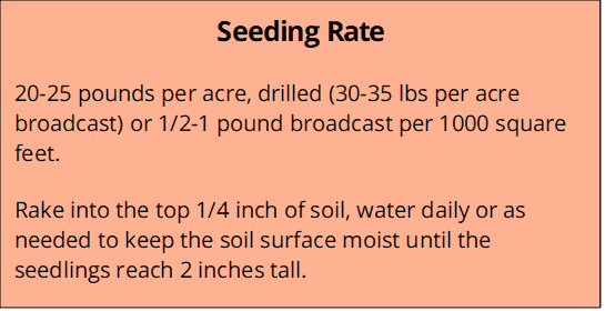 Dryland Pasture seeding rate