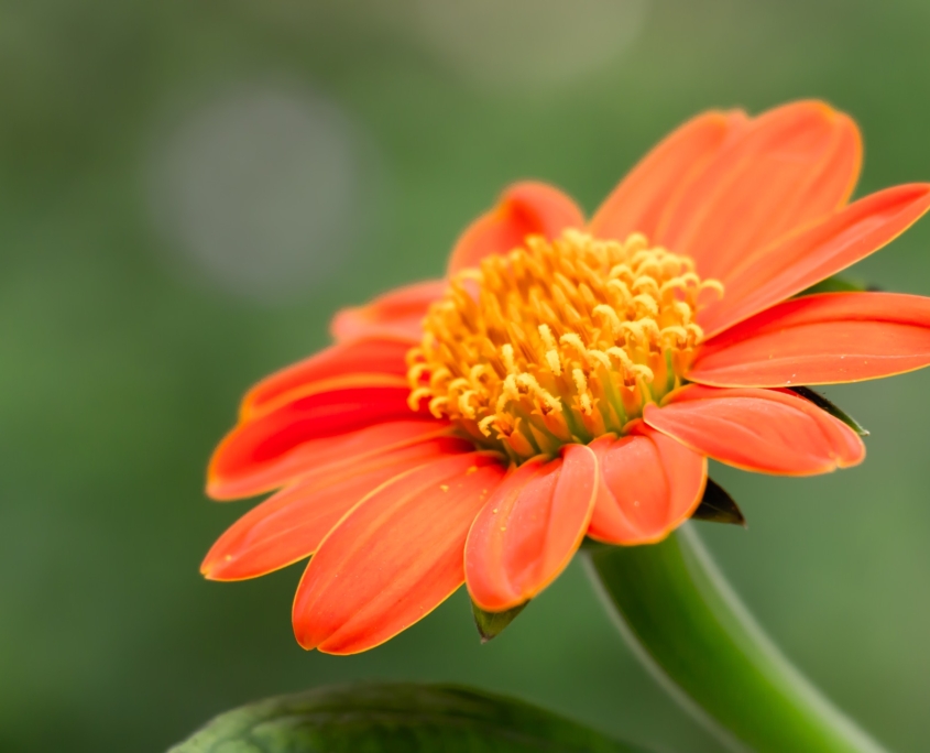 Close up photo of an orange Mexican Sunflower blossom.