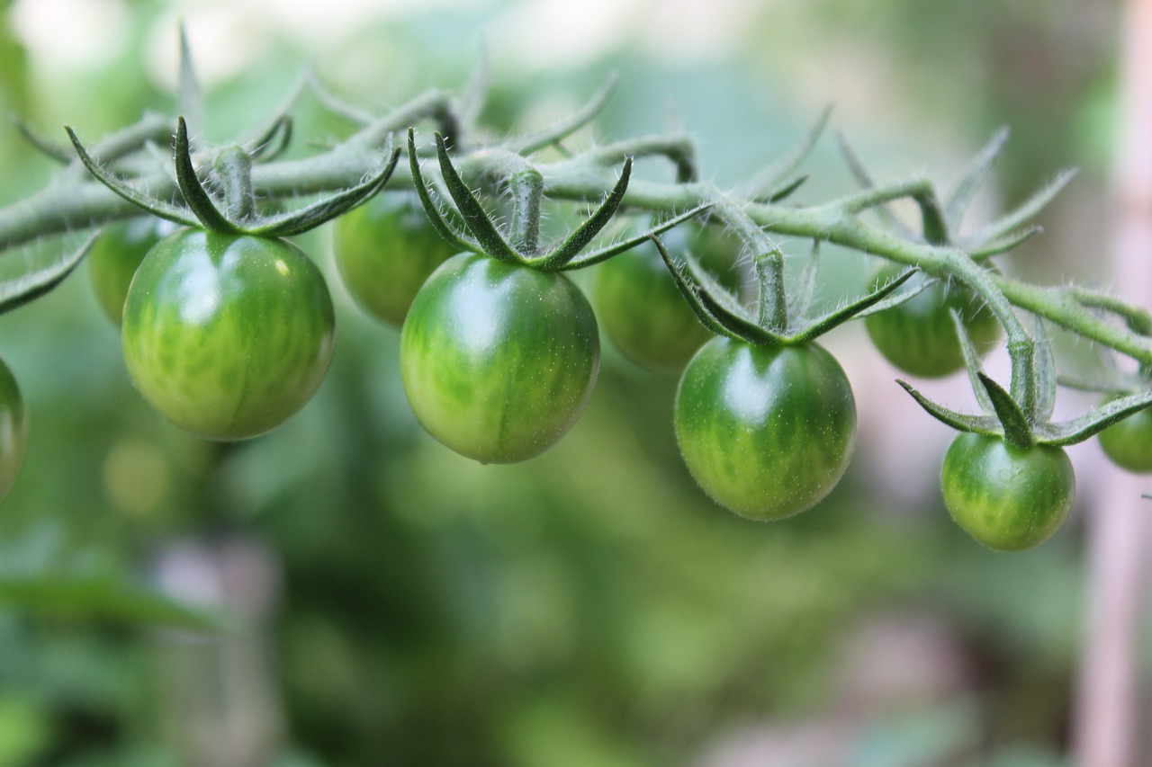 A cluster of small green tomatoes on the stem. Green tomato recipes.