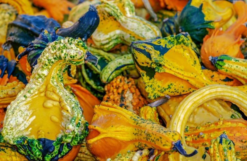 Photo of mixed gourds.