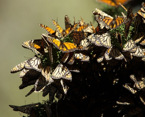 A mass of Monarch Butterflies.