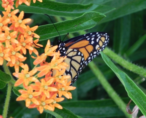 Photo of Monarch Butterflies on orange milkweed blossom.