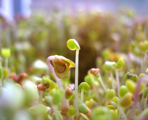 Photo of seeds sprouting.