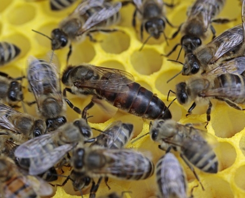 Photo of a queen bee on honeycomb.