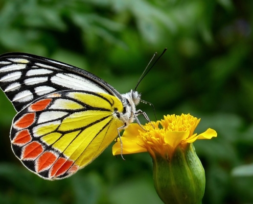Photo of an orange and yellow butterfly on a marigold bloom.