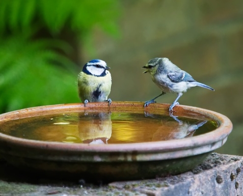 Photo of two birds on a birdbath.