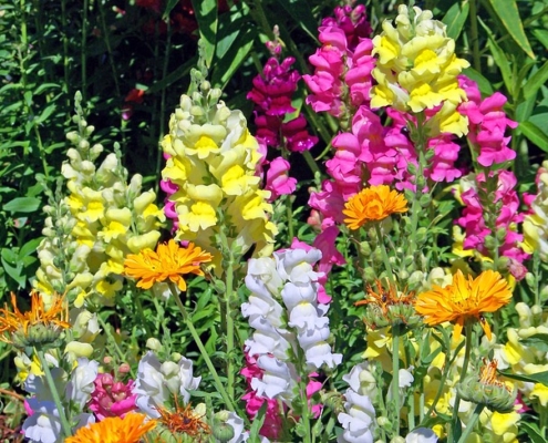 Photo of many snapdragon flowers in bloom.