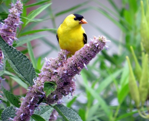 Photo of a yellow bird sitting on an anise hyssop blossom.