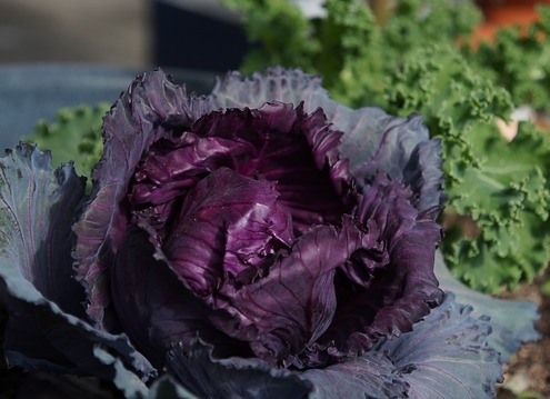 Photo of a growing head of purple cabbage.
