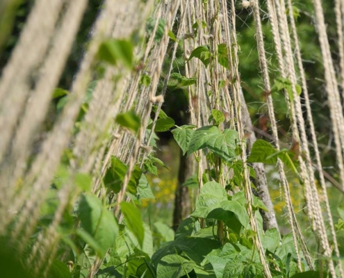 Vegetable trellises. Plants climbing up a trellis of twine.