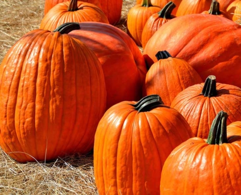 Year of the Pumpkin. Fall orange pumpkins sitting on straw.