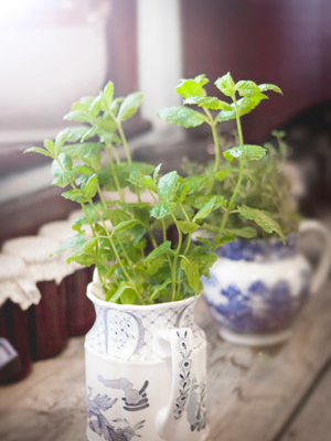 Photo of basil growing in a pot on the windowsill.