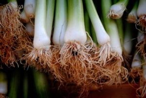 Phot of root ends of green onions.