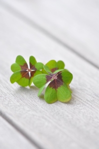 Picture of two shamrock leaves