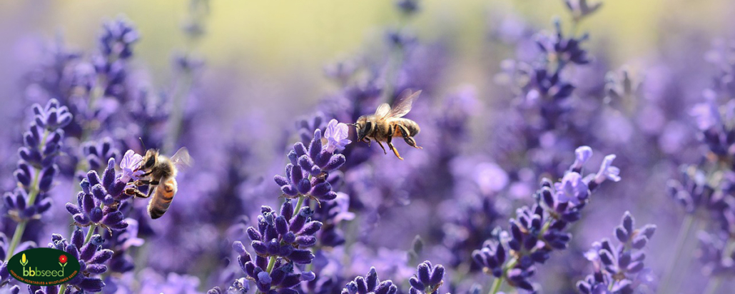 Honey bees on purple lavender blossoms.