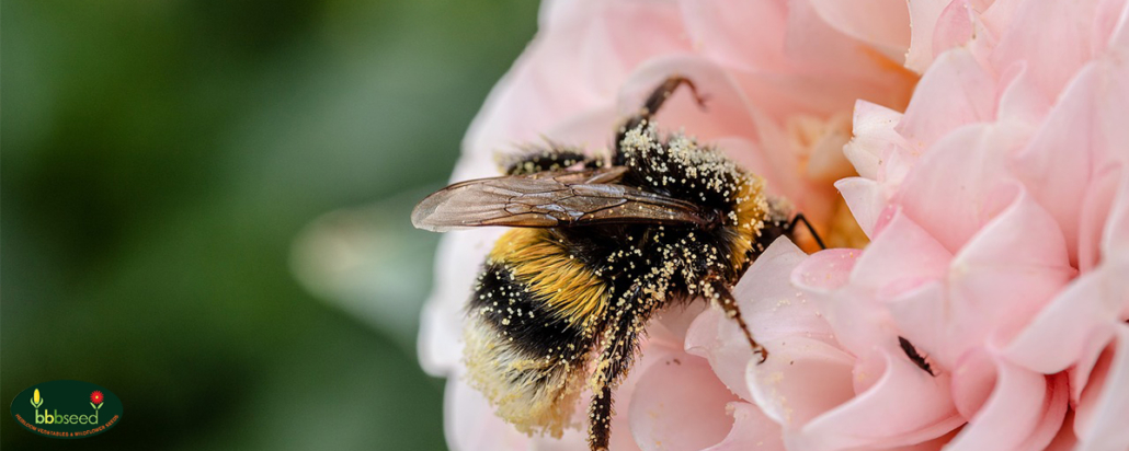 A pollen covered bumblebee on a pink blossom.